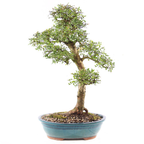 Chinese Elm - ST9125CE-D