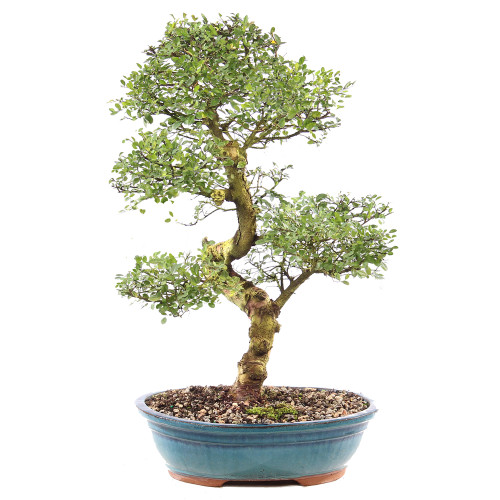 Chinese Elm - ST9125CE-E