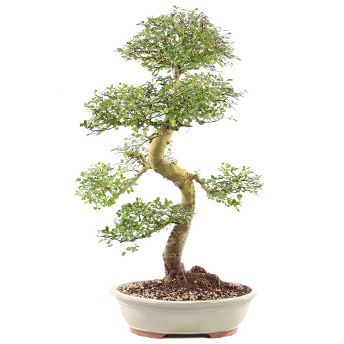 Chinese Elm - ST9125CE-H