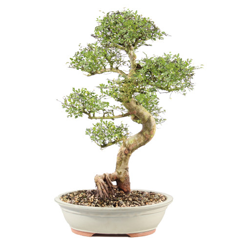 Chinese Elm - ST9125CE-I