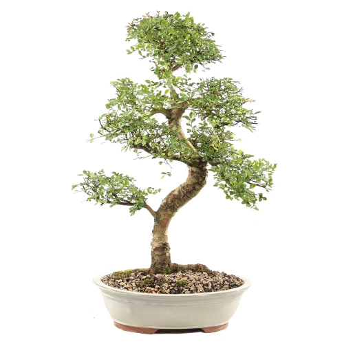a bonsai tree in a white pot