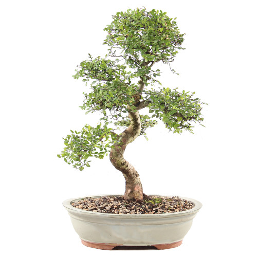 Chinese Elm - ST9125CE-M