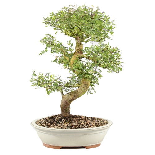 Chinese Elm - ST9125CE-P