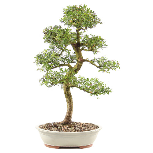 Chinese Elm - ST9125CE-R