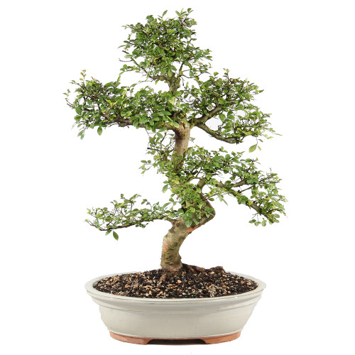 Chinese Elm - ST9125CE-S