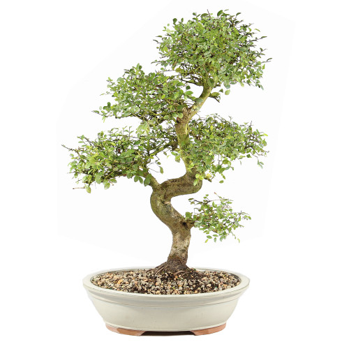 Chinese Elm - ST9125CE-T