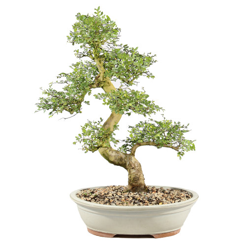 Chinese Elm - ST9125CE-U