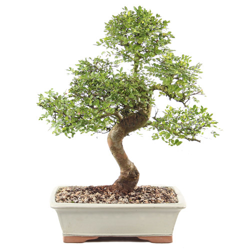 Chinese Elm - ST9125CE-V
