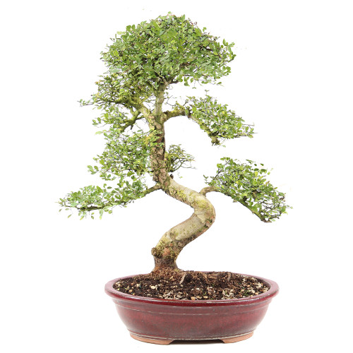 Chinese Elm - ST9225CE-F