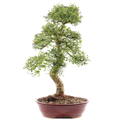 Chinese Elm - ST9225CE-G