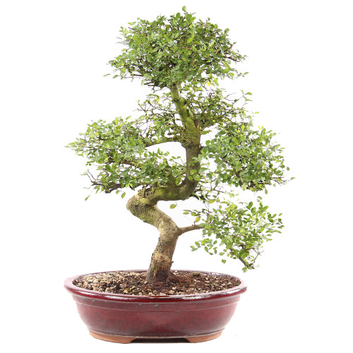 Chinese Elm - ST9225CE-H