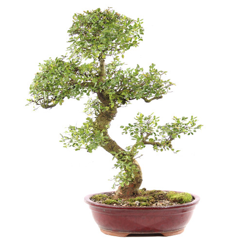 Chinese Elm - ST9225CE-L