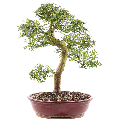 Chinese Elm - ST9225CE-M