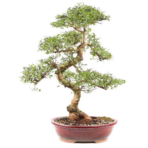 Chinese Elm - ST9225CE-O