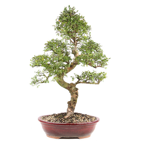 Chinese Elm - ST9325CE-A