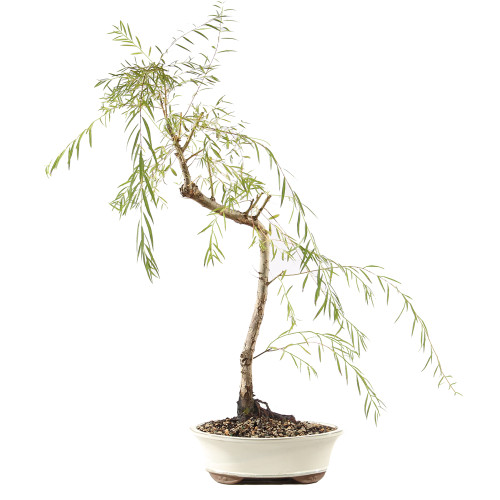 Japanese Weeping Willow - ST9425JWW-B