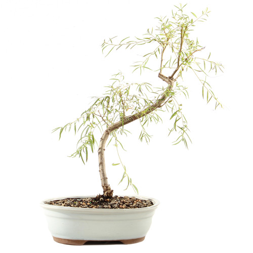 Japanese Weeping Willow - ST9425JWW-F