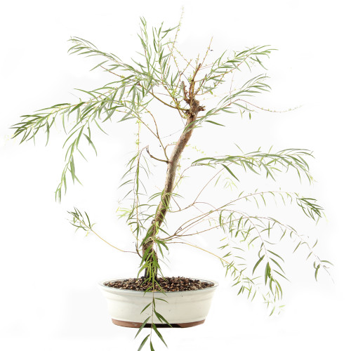 Japanese Weeping Willow - ST9425JWW-G