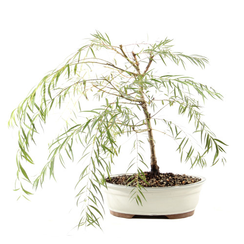 Japanese Weeping Willow - ST9425JWW-J