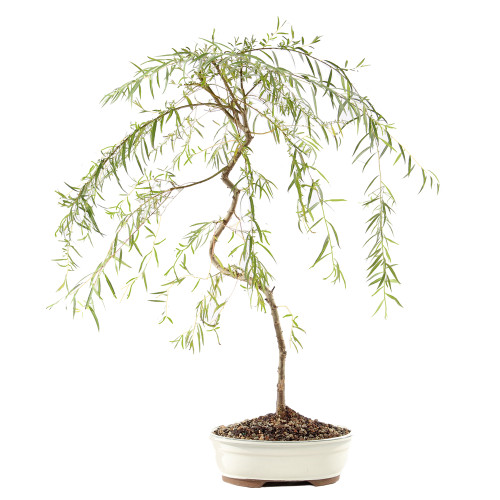 Japanese Weeping Willow - ST9425JWW-L