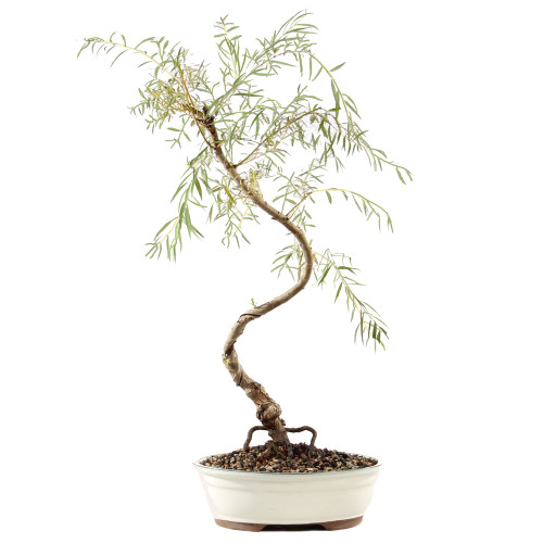 Japanese Weeping Willow - ST9425JWW-M