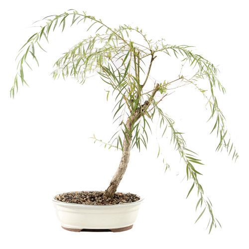 Japanese Weeping Willow - ST9425JWW-N