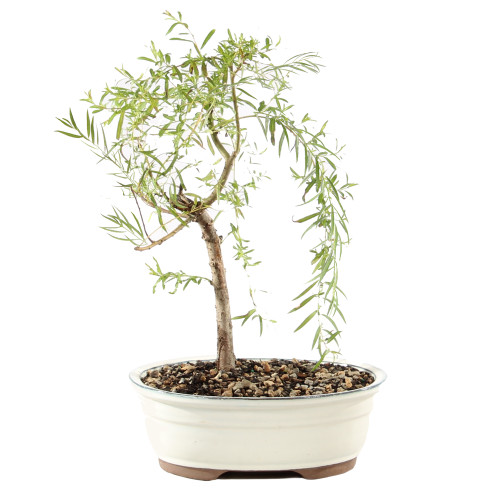 Japanese Weeping Willow - ST9425JWW-O