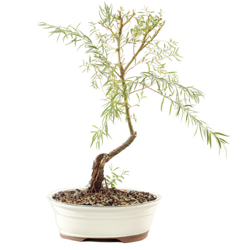 Japanese Weeping Willow - ST9425JWW-P