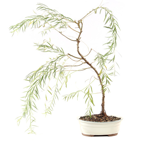 Japanese Weeping Willow - ST9425JWW-R
