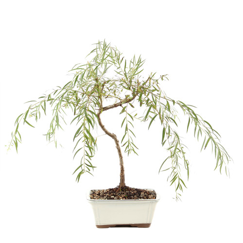 Japanese Weeping Willow - ST9425JWW-T