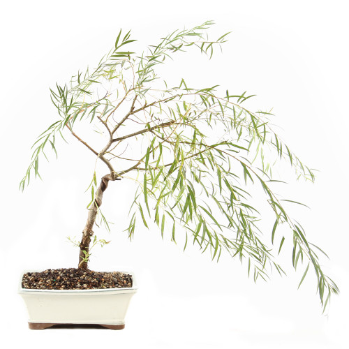 Japanese Weeping Willow - ST9425JWW-U