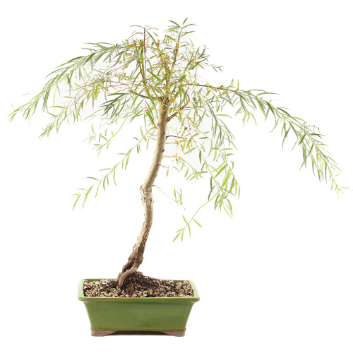 Japanese Weeping Willow - ST9425JWW-W