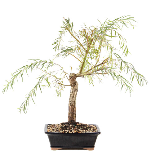 Japanese Weeping Willow - ST9425JWW-X