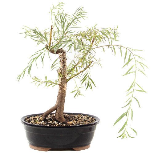 Japanese Weeping Willow - ST9425JWW-Y