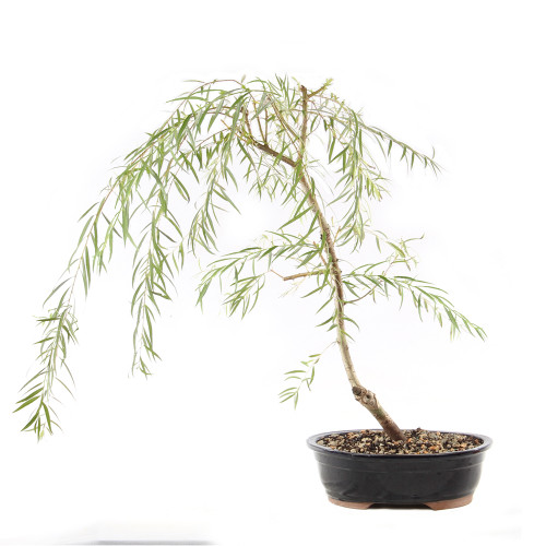 Japanese Weeping Willow - ST9525JWW-D