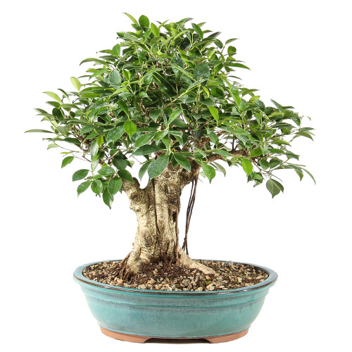 a small tree in a pot