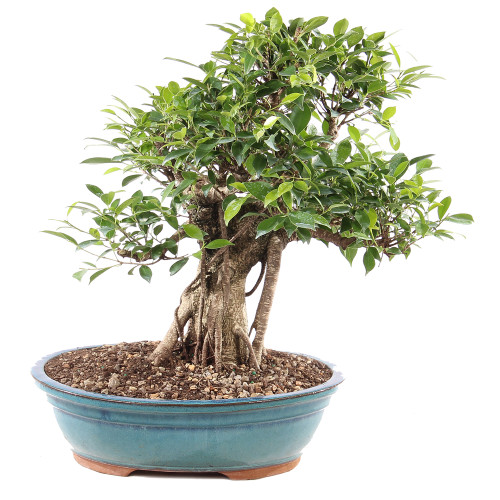 Golden Gate Ficus - ST9625GGF-L