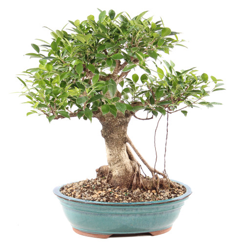 a bonsai tree in a blue pot