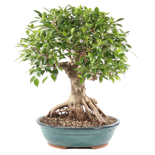 Golden Gate Ficus - ST9625GGF-N