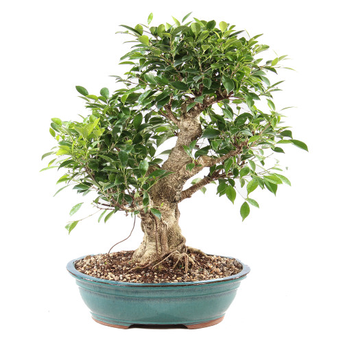 Golden Gate Ficus - ST9625GGF-P