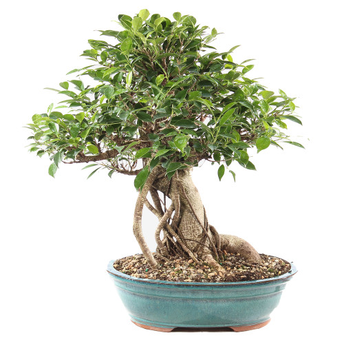 Golden Gate Ficus - ST9625GGF-Q