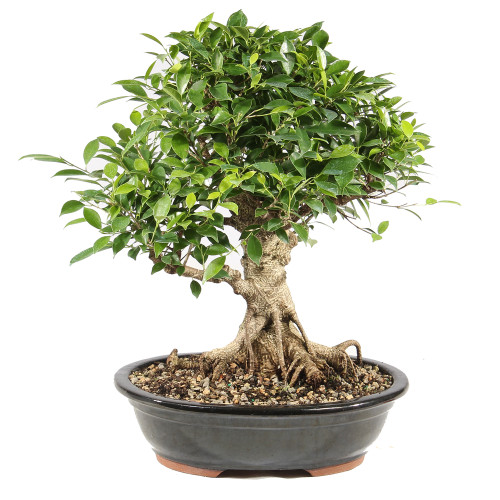 Golden Gate Ficus - ST9625GGF-R