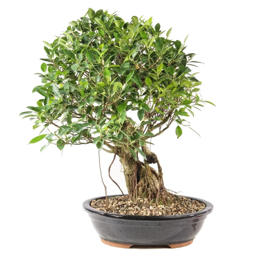 a bonsai tree in a pot