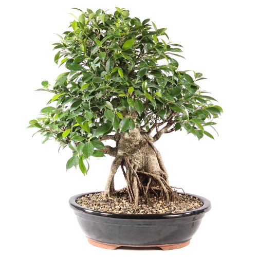 a small tree in a pot
