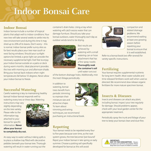 a close-up of a bonsai care