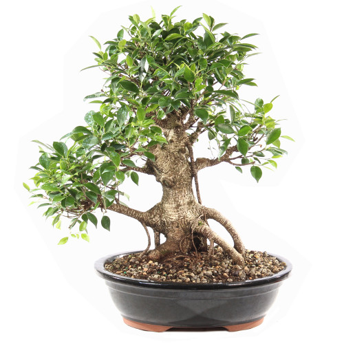 Golden Gate Ficus - ST9725GGF-C