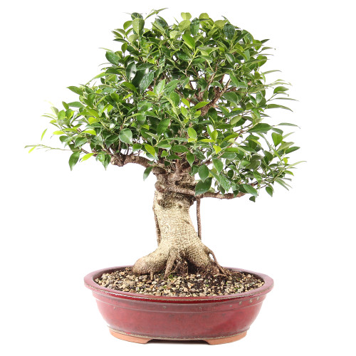 Golden Gate Ficus - ST9725GGF-D