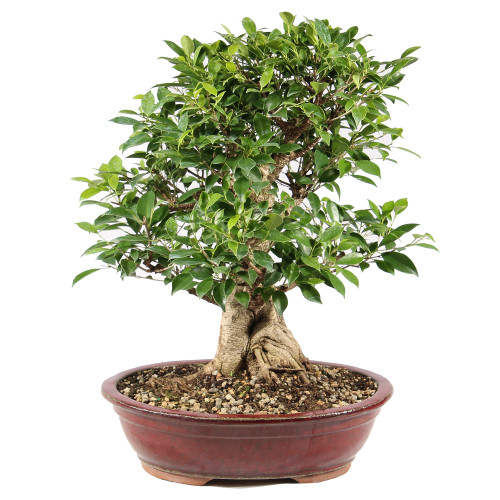 Golden Gate Ficus - ST9725GGF-H