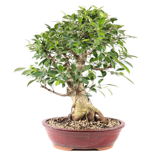 a small tree in a pot
