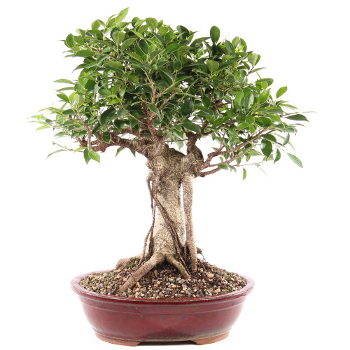 Golden Gate Ficus - ST9725GGF-N